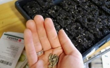 Ways of planting strawberry seeds