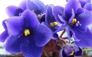 Cum să faci să înflorească violetele de cameră