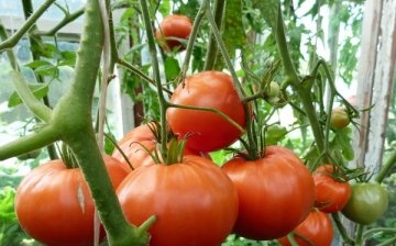 Câteva sfaturi pentru cultivarea roșiilor într-o seră