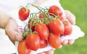 Cele mai bune soiuri de roșii pentru cultivare