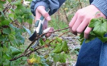 Pruning and propagation of currants