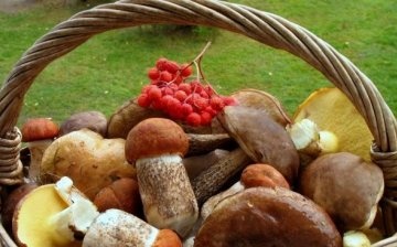 What mushrooms can be grown in the country