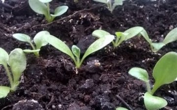 Gerbera seed propagation