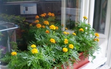 Caring for flowers at home