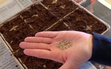 Cum să semeneți corect semințele pentru răsaduri?