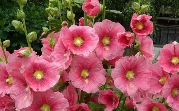 Beauty Mallow: planting and care