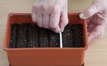 Methods for planting seeds for seedlings