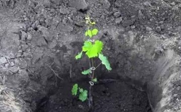 Terms and rules for planting grape cuttings