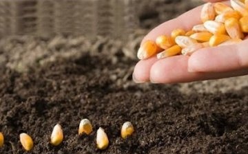 Plantarea semințelor de porumb în sol