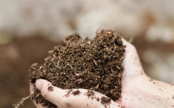 Aciditate scăzută a solului: cum să o creșteți