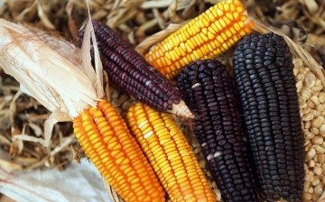 The best varieties of corn