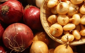 Features of growing onions