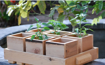 Wooden boxes are another solution for planting seedlings