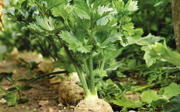 Little Tricks for Growing Root Celery