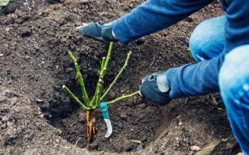 Planting seedlings: in spring and autumn