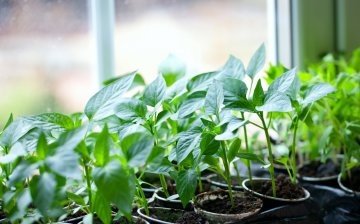 Pros of growing seedlings on a windowsill