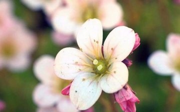 The use of saxifrage in landscaping a personal plot