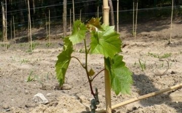 Vine planting care