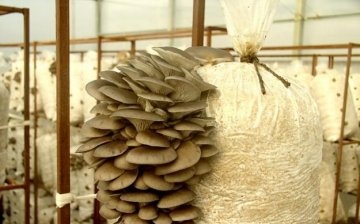 How to grow oyster mushrooms correctly