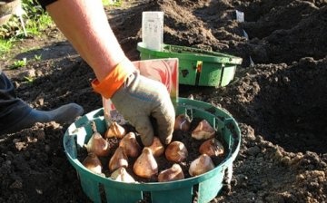 Planting dwarf tulips