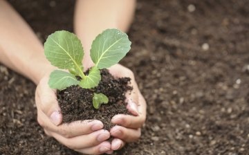Termeni și reguli pentru plantarea răsadurilor în pământ