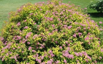 Growing conditions for spirea Bumald: soil, temperature, lighting