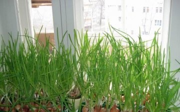 Growing green onions at home