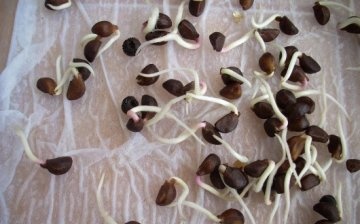 Germinarea semințelor în tifon