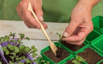 Method of growing cabbage seedlings