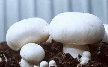 How to grow champignons
