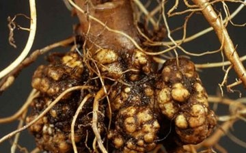 Ce poate deteriora rădăcinile de zmeură, cum să o remediați