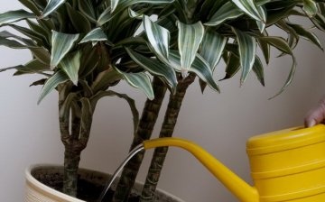Watering plants with diluted beer