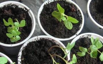 Seedling care, transplanting into the ground