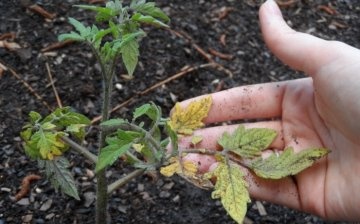 Diseases and pests of tomato seedlings