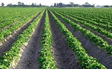Cum să cultivi solul și să ai grijă de cartofi?