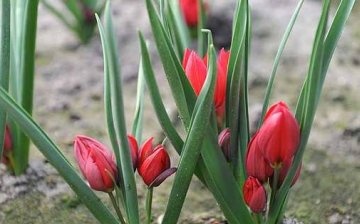 Dwarf tulip care