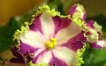 Sfaturi de bază pentru îngrijirea unei flori unice