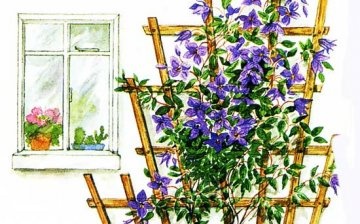 Support for clematis