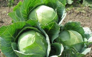 Recommendations for the care of white cabbage