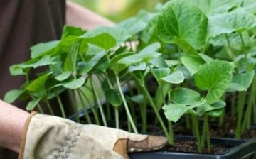 Plantarea semințelor și îngrijirea răsadurilor