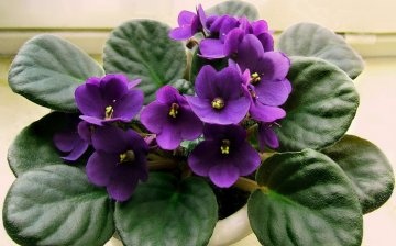 cum să faci o floare violetă