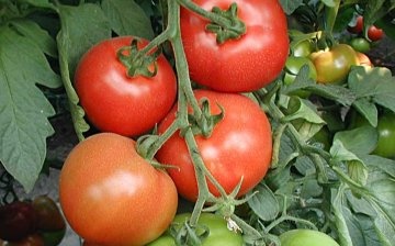 Tomato Bella
