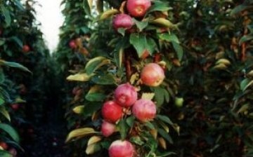 plantarea și îngrijirea unui măr de coloană