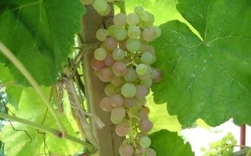 frost-resistant grape varieties