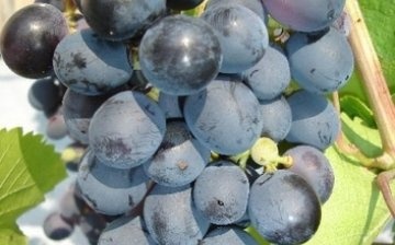 Donskoy agate grapes