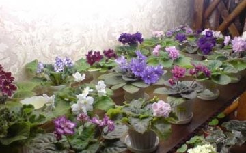 reproducerea violetelor