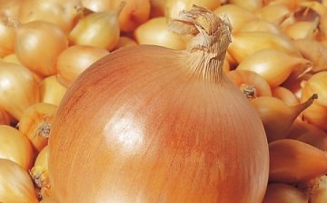 Hercules onion