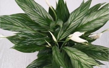 Blooming Spathiphyllum