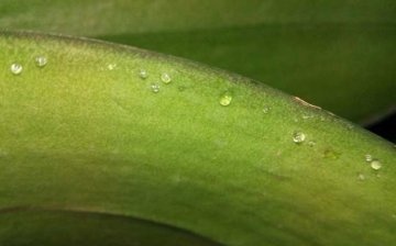 Sticky drops on orchid leaves