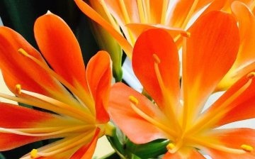 Clivia flowers close up